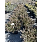 Ялівець горизонтальний «Андорра Варієгата»0,7-0,8 м